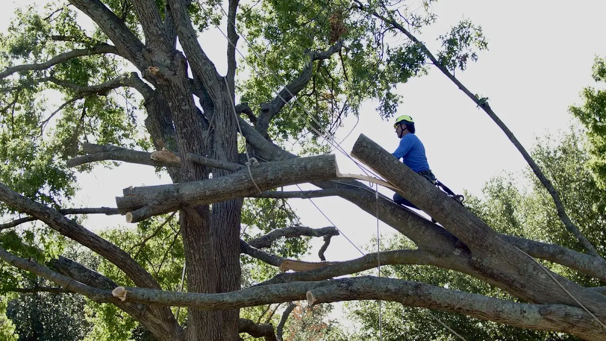 Professional Crown Thinning performed by certified arborists in Kimball